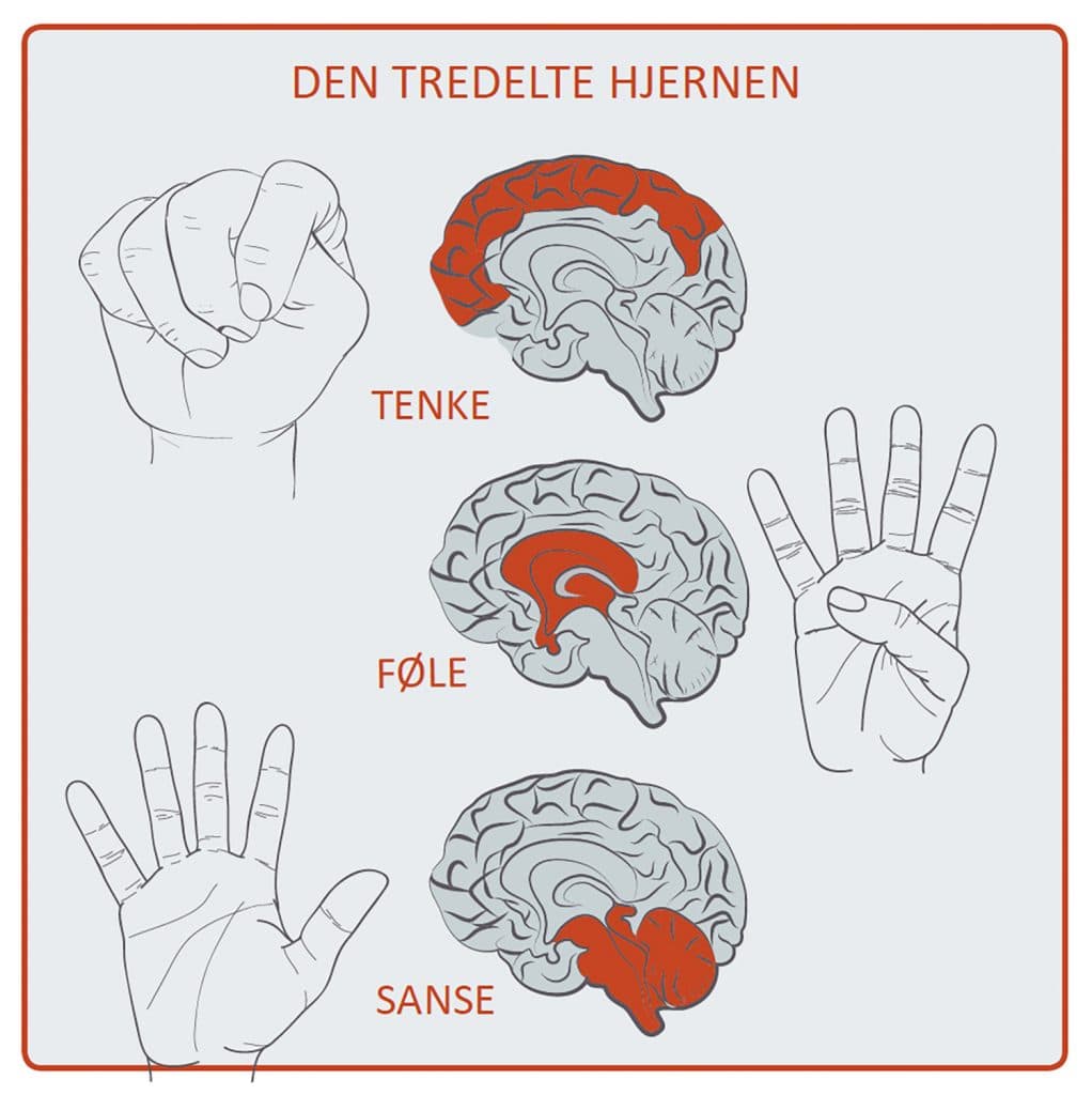 Diagram som viser tre hjerneregioner og tre håndbevegelser. Øverst: lukket knyttneve, merket TENKE med neocortex uthevet. I midten: delvis åpen hånd, merket FØLE med det limbiske systemet uthevet. Nederst: åpen hånd, merket SANSE med hjernestammen uthevet.