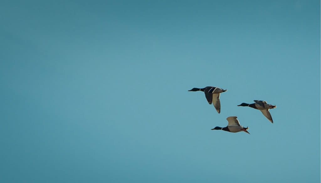Tre ender flyr på en klarblå himmel, med avstand fra hverandre og i samme retning med utstrakte vinger.