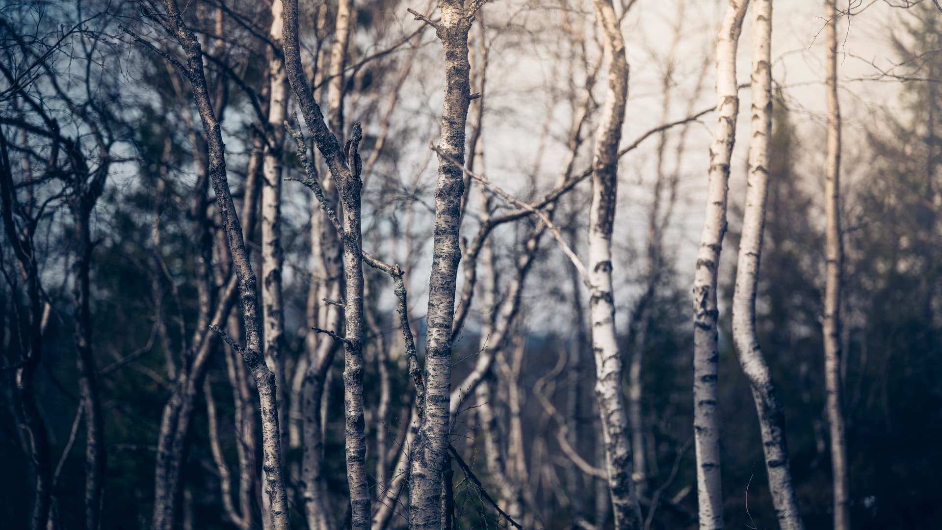 En klynge av nakne bjørketrær med hvit bark står tett sammen i en skogsetting under dempet belysning.